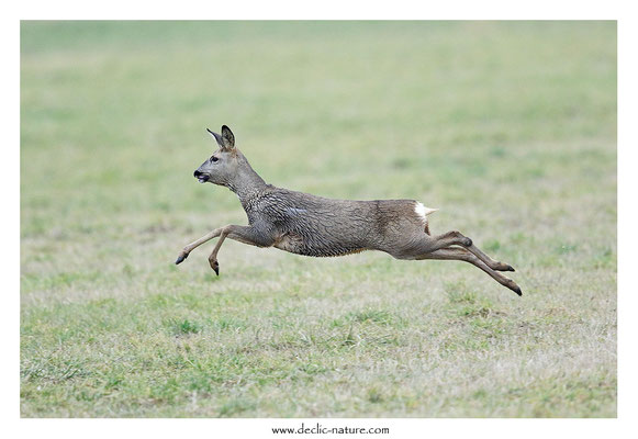 Photo Chevreuil_124 (Chevreuil - Capreolus capreolus - Roe Deer)