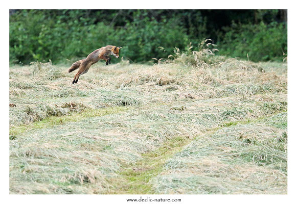 Photo Renard_205 (Renard roux -Vulpes vulpes - Red Fox)