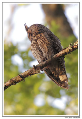 Photo 14 (Hibou moyen-duc - Asio otus - Long-eared Owl)