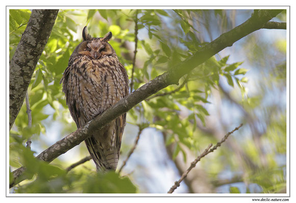 Photo 29 (Hibou moyen-duc - Asio otus - Long-eared Owl)