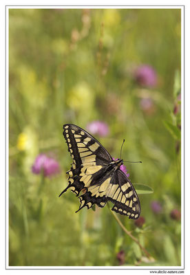 Machaon - Papilio machaon (2)