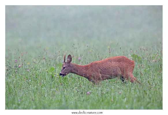 Photo Chevreuil_122 (Chevreuil - Capreolus capreolus - Roe Deer)