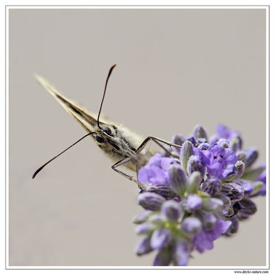 Demi-deuil - Melanargia galathea (4)