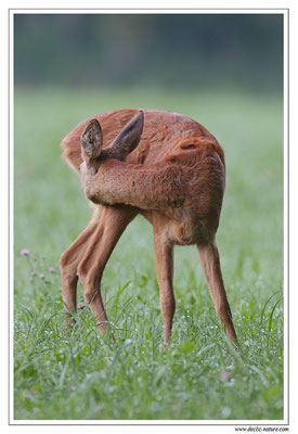 Photo Chevreuil_96 (Chevreuil - Capreolus capreolus - Roe Deer)