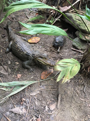 Reptiles - Reserva Biologica Caoba