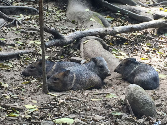 Peccaries - Reserva Biologica Caoba
