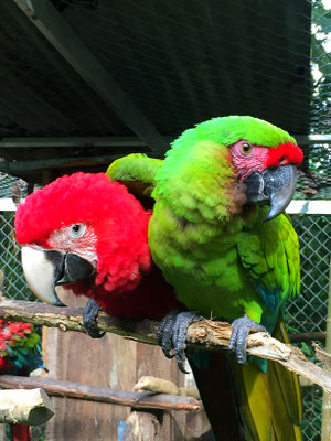macaws - Reserva Biologica Caoba