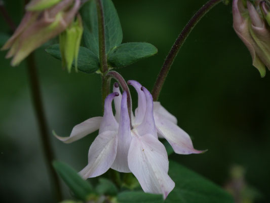 オダマキは花の後ろからの姿が面白い