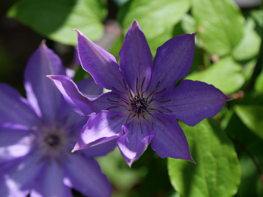カザグルマ　開花時から蕊も開いているのが特徴的です