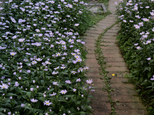 ミヤコワスレの小径がいよいよ華やかになってきました