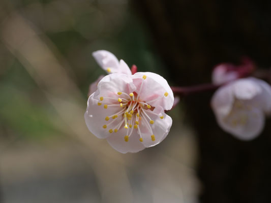 去年は花の割に実が少なく残念でしたが、今年はどうでしょうか。