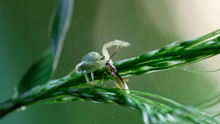 Misumena vatia - Marseille 13 (Bouches du Rhône)