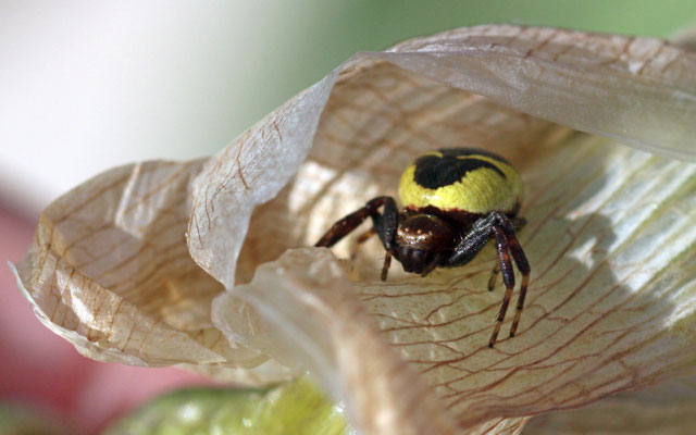 Synaema globosum - Marseille 13 (Bouches du Rhône)