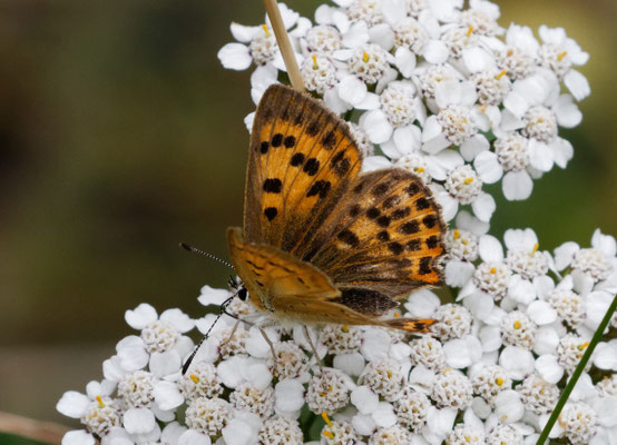Cuivré de la verge d'or F