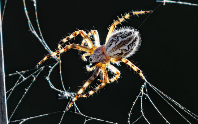 Aculepeira armida / Epeire magicienne - Région de Marseille