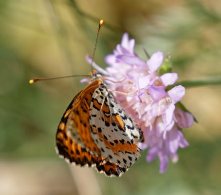 Mélitée orangée M - Aout - Hautes Alpes (05)