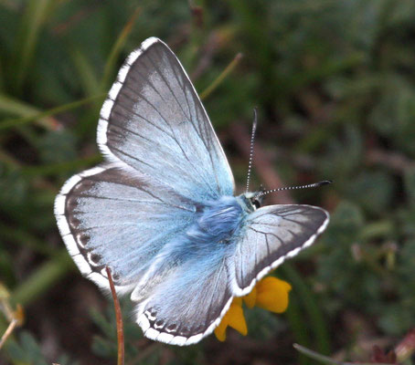 Argus bleu nacré M - Aout - Hautes Alpes (05)