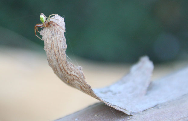 Araniella cucurbitina probable