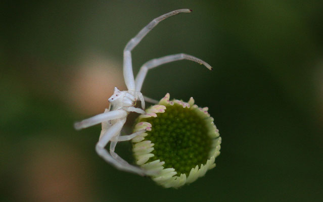 Thomisus onustus - Marseille 13 (Bouches du Rhône)