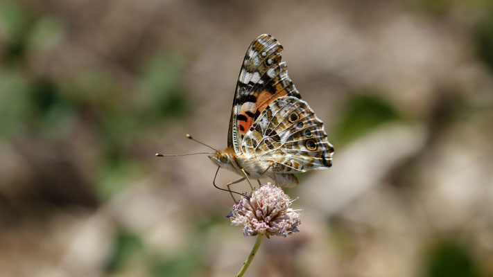Vanesse du chardon / Belle dame