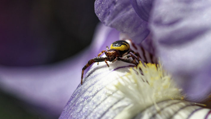 Synaema globosum - Marseille 13 (Bouches du Rhône)