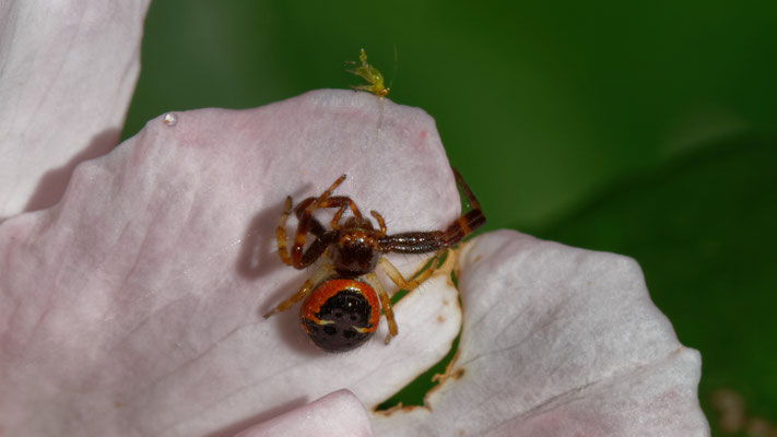 Synaema globosum - Marseille 13 (Bouches du Rhône)
