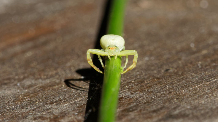 Misumena vatia - Marseille 13 (Bouches du Rhône)