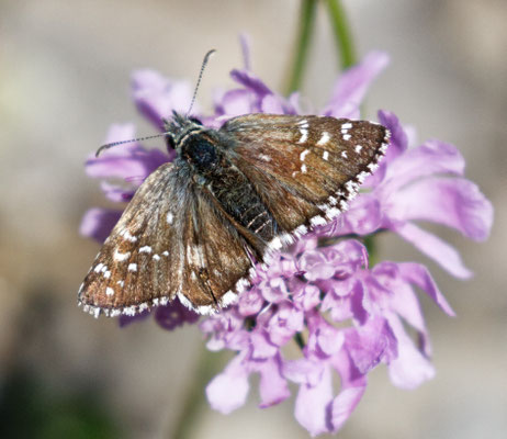 Pyrgus sp - Aout - Hautes Alpes (05)