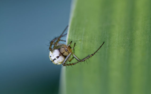 Angora acalypha / Mangore petite bouteille