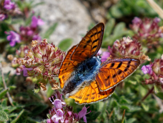Cuivré flamboyant