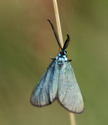Turquoise de l'hélianthème - Aout - Ancelle (05)