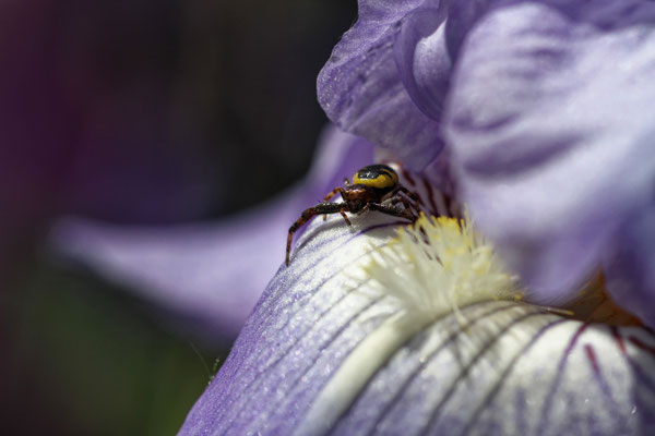 Synaema globosum - Marseille 13 (Bouches du Rhône)