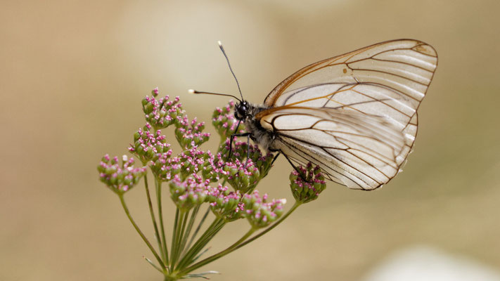 Gazé - Aout - Hautes Alpes (05)
