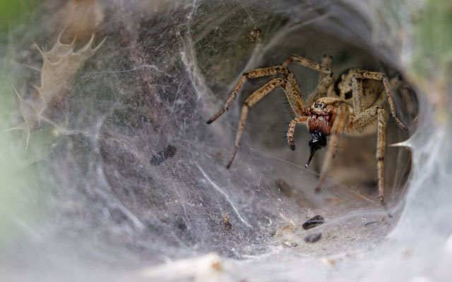 Agelena labyrinthica / Agélène labyrinthe
