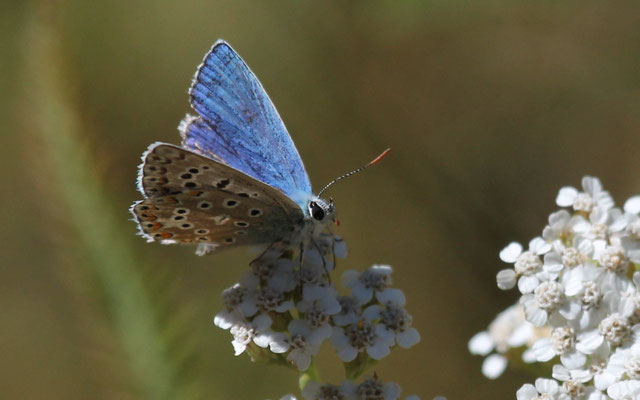 Azuré bleu céleste M - Aout - Hautes Alpes (05)
