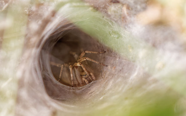 Agelena labyrinthica / Agélène labyrinthe