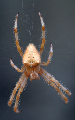 Araneus pallidus / Epeire pâle