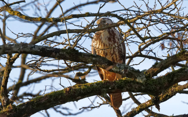 Buse variable