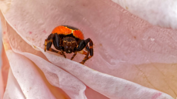 Synaema globosum - Marseille 13 (Bouches du Rhône)