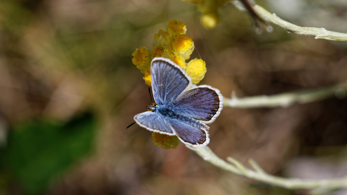 Azuré des coronilles