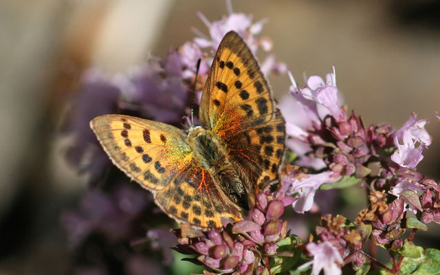 Cuivré de la verge d'or F