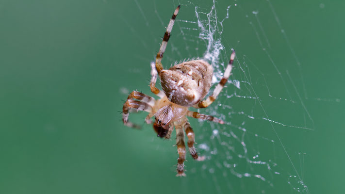 Araneus pallidus / Epeire pâle