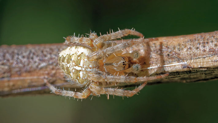 Araneous diadematus / Epeire diadème