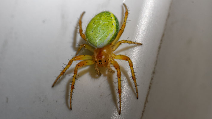 Araniella cucurbitina