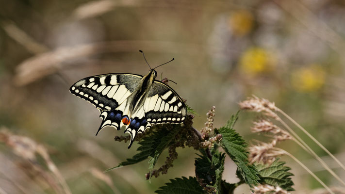 Machaon