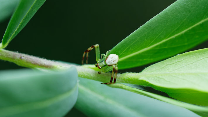 Misumena vatia - Marseille 13 (Bouches du Rhône)
