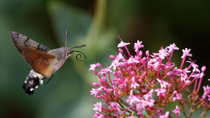 Moro-sphinx