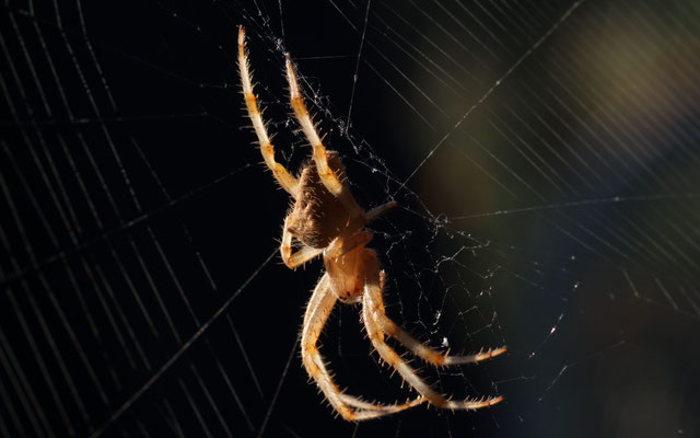 Araneus pallidus / Epeire pâle