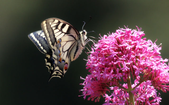 Machaon