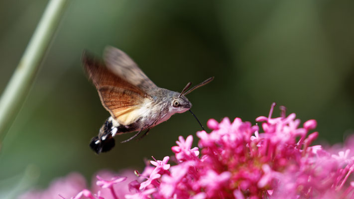 Moro-sphinx